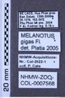 Etiketten zu Melanotus gigas (NHMW-ZOO-COL-0007568)